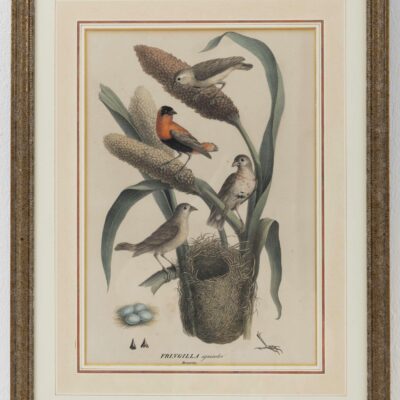 vogelprent