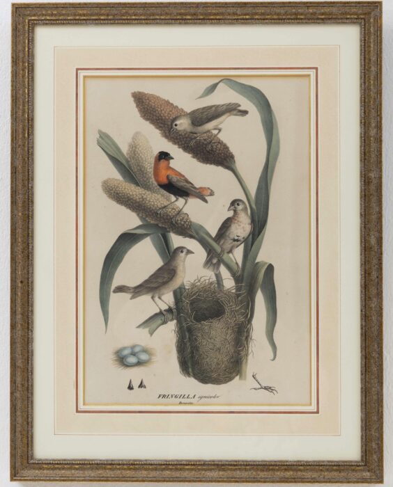 vogelprent