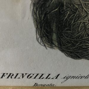 vogelprent