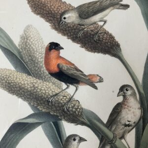 vogelprent